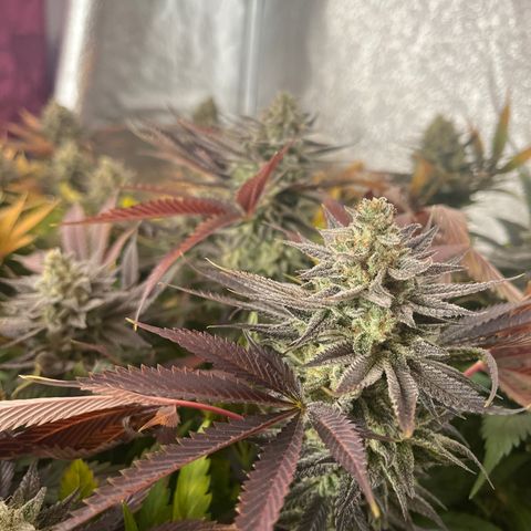 Critical Kush #3 growlog timeline photo
