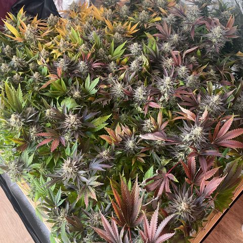 Critical Kush #3 growlog timeline photo