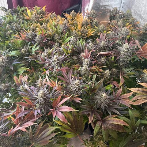 Critical Kush #3 growlog timeline photo