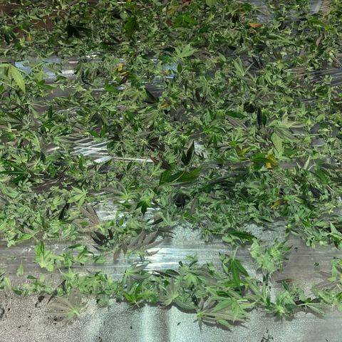 Critical Kush #3 growlog timeline photo