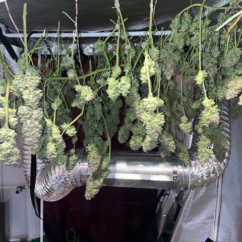 Critical Kush #3 growlog timeline photo