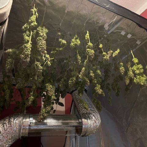 Critical Kush #3 growlog timeline photo