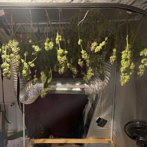 Critical Kush #3 growlog timeline photo