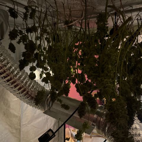 Critical Kush #3 growlog timeline photo