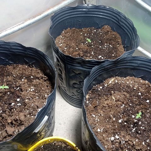 AK número 2 growlog timeline photo