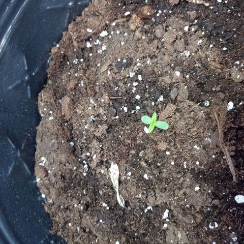 AK número 1 growlog timeline photo