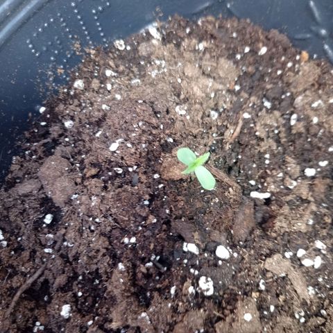 AK número 2 growlog timeline photo