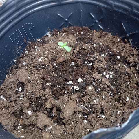 AK número 2 growlog timeline photo