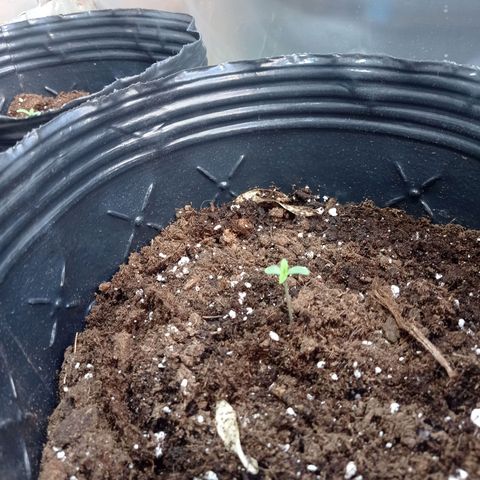 AK número 1 growlog timeline photo