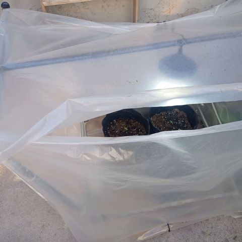 AK número 2 growlog timeline photo