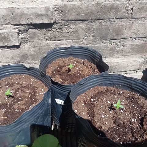 AK número 2 growlog photo: Tomando sol