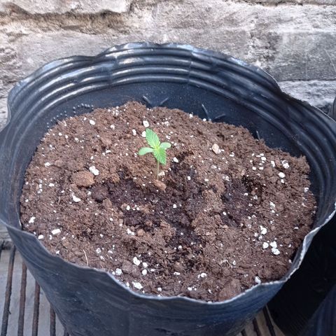 AK número 1 growlog timeline photo