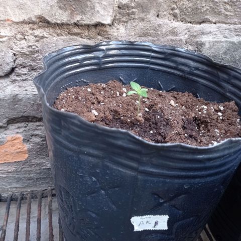 AK número 1 growlog timeline photo