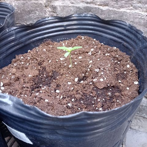 AK número 2 growlog timeline photo