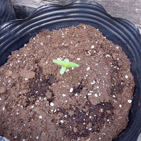 AK número 2 growlog timeline photo