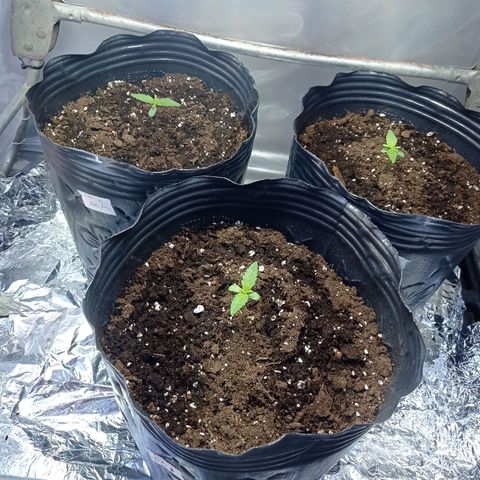 AK número 2 growlog timeline photo