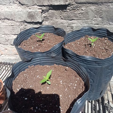 AK número 2 growlog timeline photo