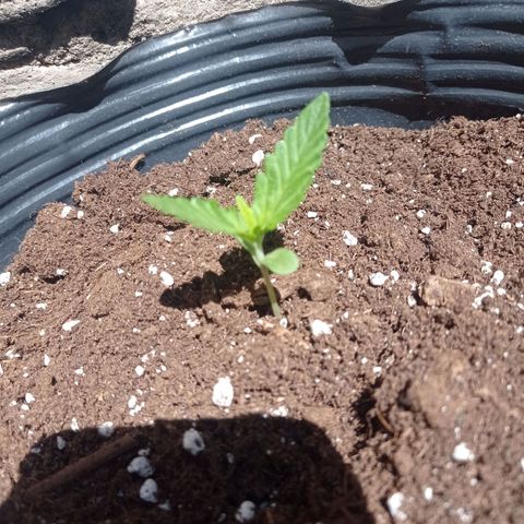 AK número 1 growlog timeline photo