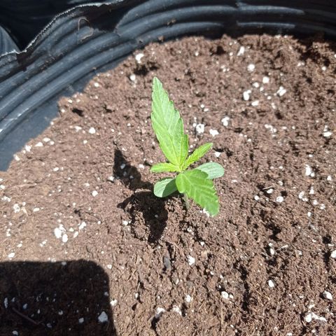 AK número 2 growlog timeline photo
