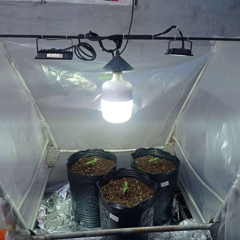 AK número 2 growlog timeline photo