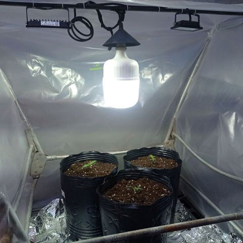 AK número 2 growlog timeline photo