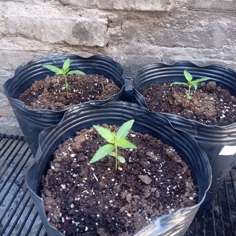 AK número 2 growlog timeline photo