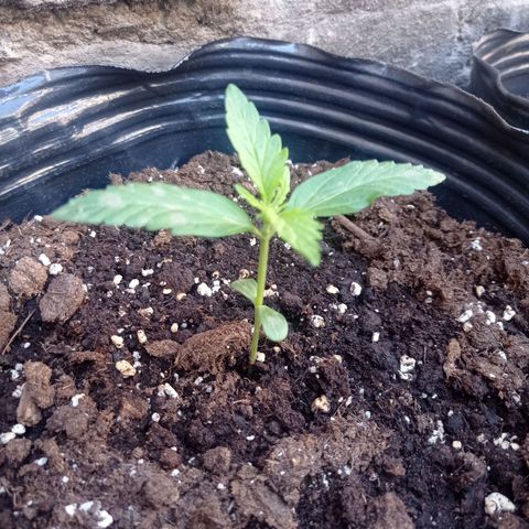 AK número 1 growlog timeline photo