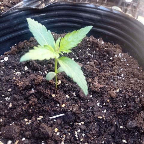 AK número 2 growlog timeline photo