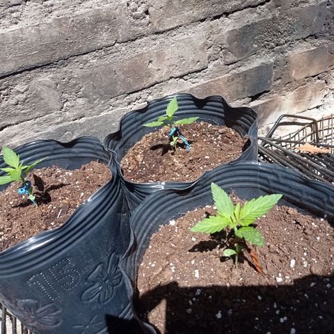 AK número 2 growlog timeline photo