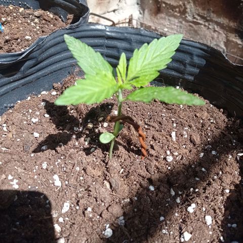 AK número 1 growlog timeline photo