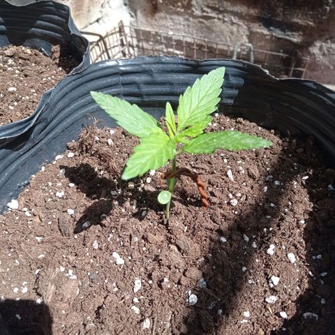 AK número 1 growlog timeline photo