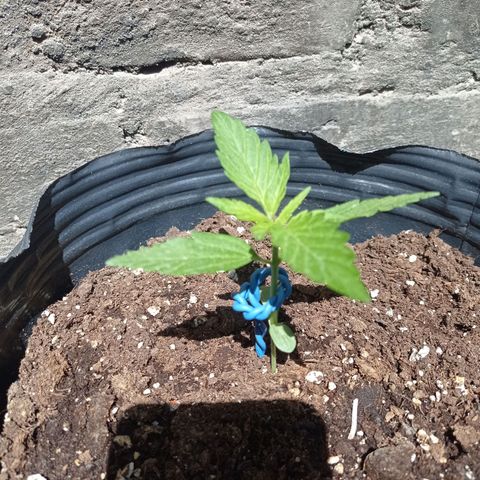 AK número 2 growlog timeline photo