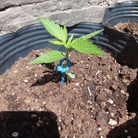 AK número 2 growlog timeline photo
