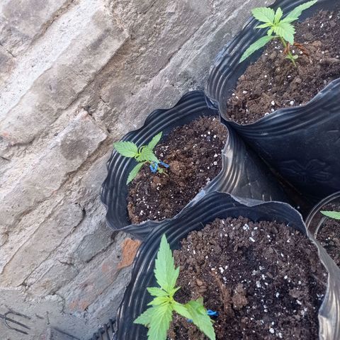 AK número 2 growlog timeline photo