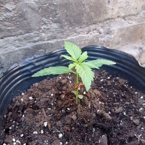 AK número 1 growlog timeline photo