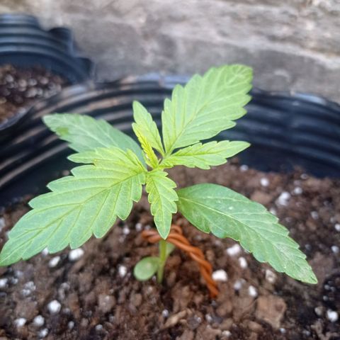 AK número 1 growlog timeline photo
