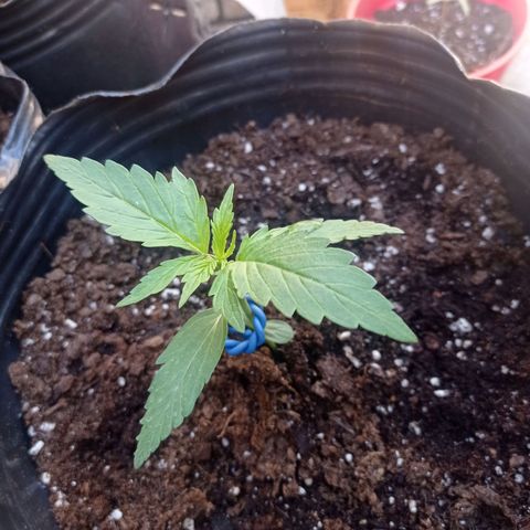 AK número 2 growlog timeline photo