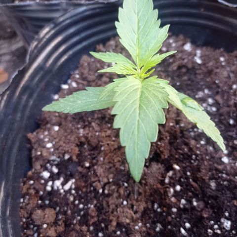 AK número 2 growlog timeline photo