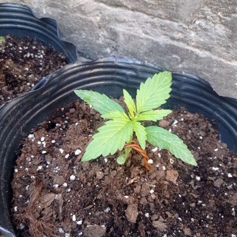 AK número 1 growlog timeline photo