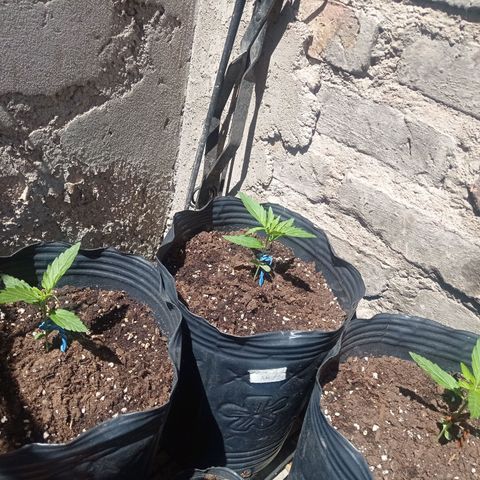 AK número 2 growlog timeline photo