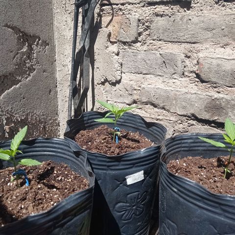 AK número 2 growlog timeline photo