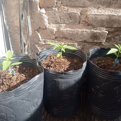 AK número 2 growlog timeline photo