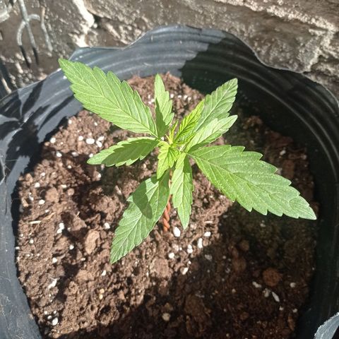 AK número 1 growlog timeline photo