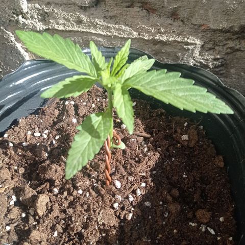 AK número 1 growlog timeline photo