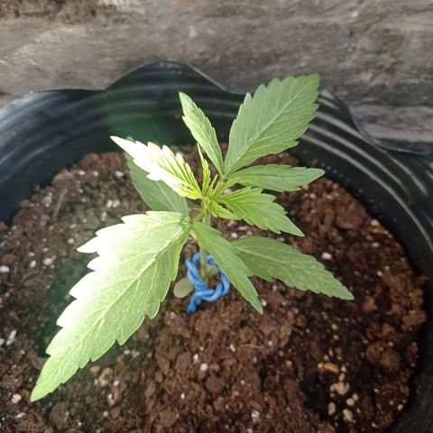 AK número 2 growlog timeline photo