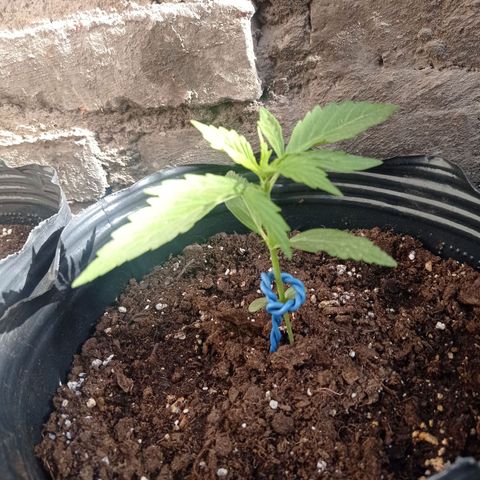 AK número 2 growlog timeline photo