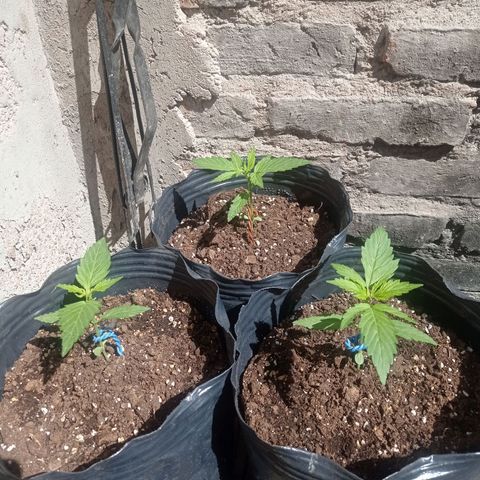 AK número 2 growlog timeline photo