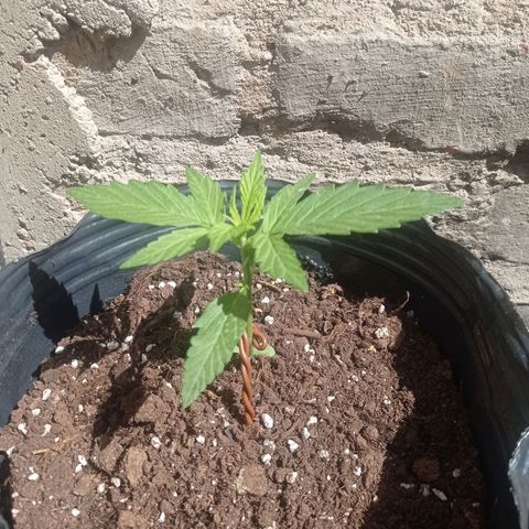 AK número 1 growlog timeline photo