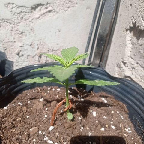 AK número 1 growlog timeline photo