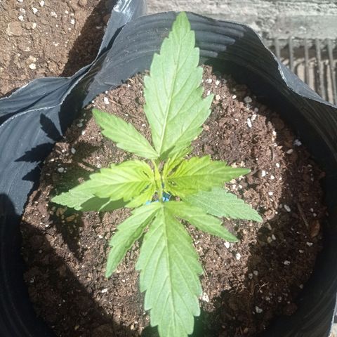 AK número 2 growlog timeline photo